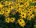 Třapatka sullivantova - Rudbeckia fulgida sullivantii SAZENICE